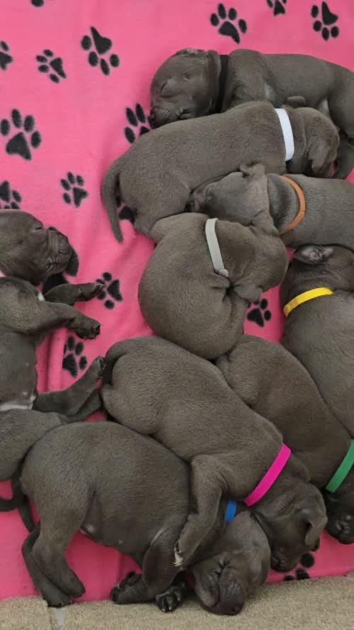 ✨️Unique Litter✨️KC Registered Blue Staffy Puppies✨️Available✨️Premium Bloodline☎️ Contact via: Call/Text/What's app ☎️ for sale in Strood, Kent
