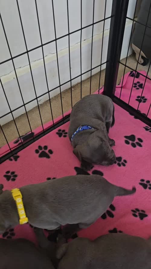 ✨️Unique Litter✨️KC Registered Blue Staffy Puppies✨️Available✨️Premium Bloodline☎️ Contact via: Call/Text/What's app ☎️ for sale in Strood, Kent