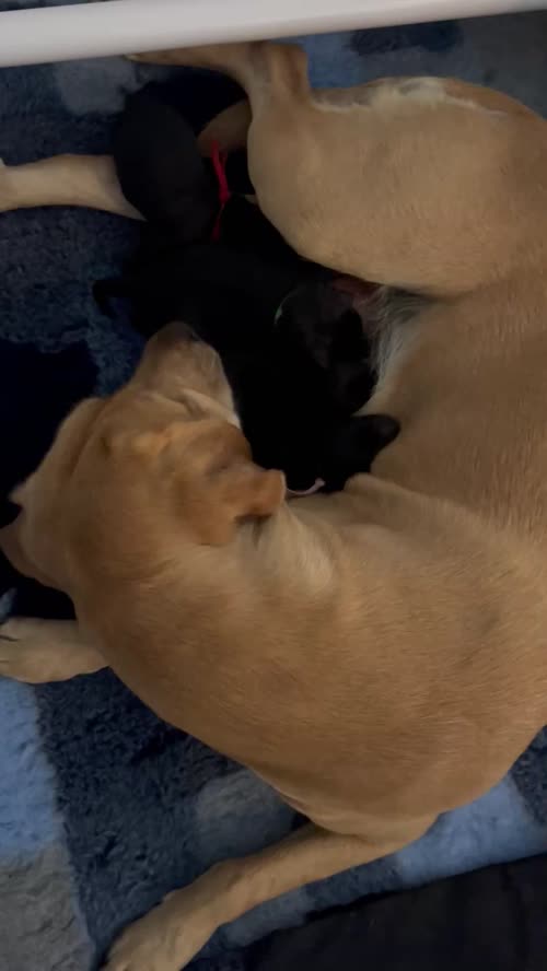 Uniquely Outstanding Czech Line German Shepherd X Working Line Labrador Retriever Puppies for sale in Arnold, Nottinghamshire