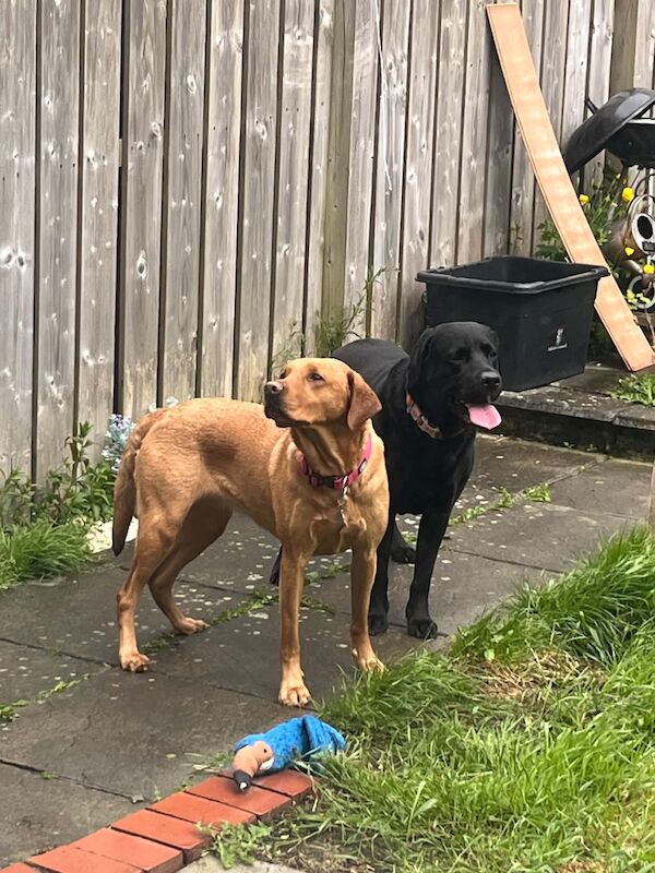 🐾 UPCOMING KC REGISTERED LABRADOR LITTER 🐾