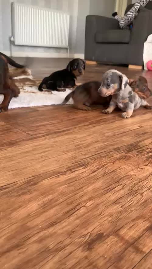 Upcoming litter of mini smooth haired dachshund for sale in Llandysul, Dyfed