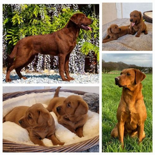 Very Dark Fox Red Labrador Puppies *Fully Health Tested* for sale in Poulton-le-Fylde, Lancashire