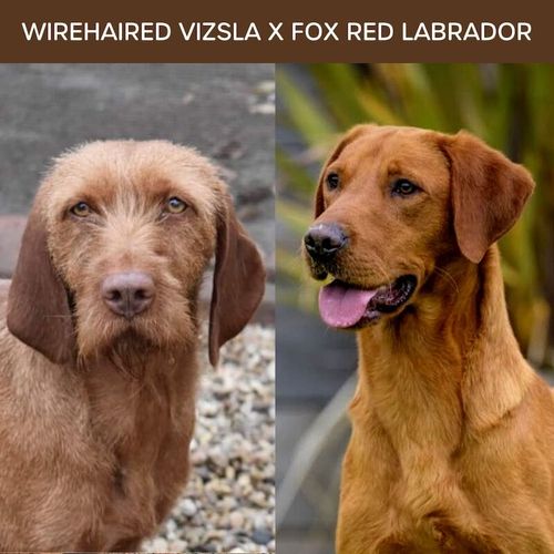 Vizsladors Puppies - Wirehaired Vizsla x Fox Red Labrador for sale in Corwen, Clwyd