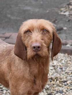 Vizsladors Puppies - Wirehaired Vizsla x Fox Red Labrador for sale in Corwen, Clwyd | Image 2