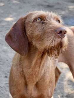 Vizsladors Puppies - Wirehaired Vizsla x Fox Red Labrador for sale in Corwen, Clwyd | Image 3