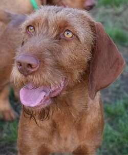 Vizsladors Puppies - Wirehaired Vizsla x Fox Red Labrador for sale in Corwen, Clwyd | Image 4