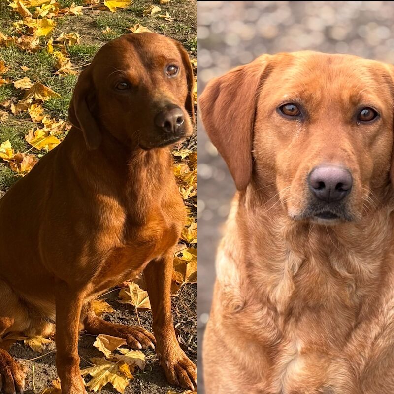 Waiting List for Dark Fox Red KC Labradors