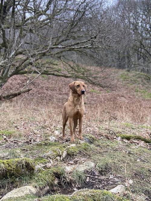 Waiting List - Fox Red Labrador Puppies for sale in Cheshire - Image 1