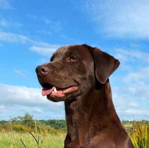 WAITING LIST OPEN FOR OUR CHOC LAB PUPS-HIPS-ELBOWS-EYES-DNA ALL IMPECCABLE-KC REG for sale in Carlisle, Cumbria - Image 1