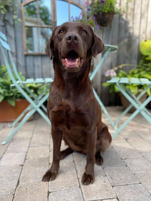 WAITING LIST OPEN FOR OUR CHOC LAB PUPS-HIPS-ELBOWS-EYES-DNA ALL IMPECCABLE-KC REG ~ FROM AWARD WINNING BREEDER for sale in Carlisle, Cumbria - Image 6