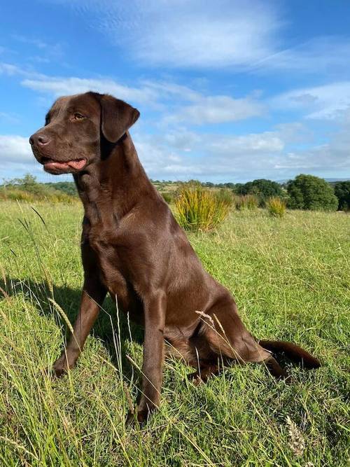 WAITING LIST OPEN FOR OUR CHOC LAB PUPS-HIPS-ELBOWS-EYES-DNA ALL IMPECCABLE-KC REG ~ FROM AWARD WINNING BREEDER for sale in Carlisle, Cumbria - Image 10