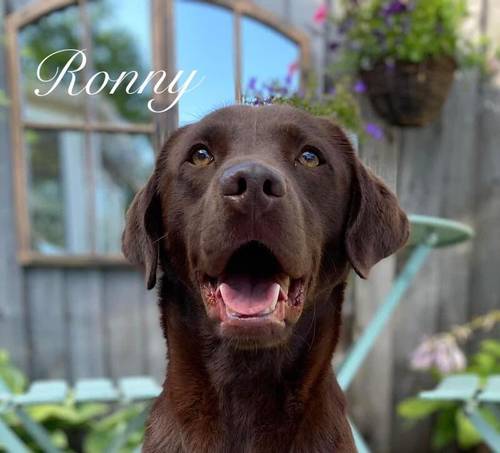 WAITING LIST OPEN FOR OUR CHOC LAB PUPS-HIPS-ELBOWS-EYES-DNA ALL IMPECCABLE-KC REG ~ FROM AWARD WINNING BREEDER for sale in Carlisle, Cumbria - Image 11