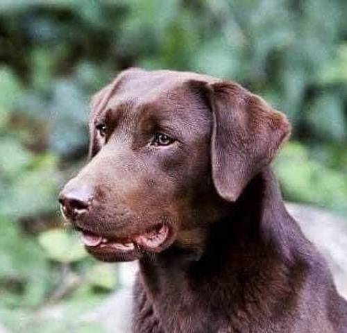 WAITING LIST OPEN FOR OUR CHOC LAB PUPS-HIPS-ELBOWS-EYES-DNA ALL IMPECCABLE-KC REG ~ FROM AWARD WINNING BREEDER for sale in Carlisle, Cumbria - Image 12