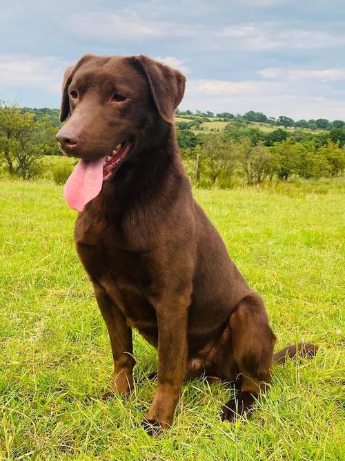 WAITING LIST OPEN FOR OUR CHOC LAB PUPS-HIPS-ELBOWS-EYES-DNA ALL IMPECCABLE-KC REG ~ FROM AWARD WINNING BREEDER for sale in Carlisle, Cumbria - Image 13