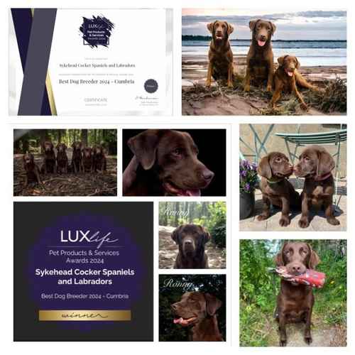WAITING LIST OPEN FOR OUR CHOC LAB PUPS-HIPS-ELBOWS-EYES-DNA ALL IMPECCABLE-KC REG ~ FROM AWARD WINNING BREEDER for sale in Carlisle, Cumbria