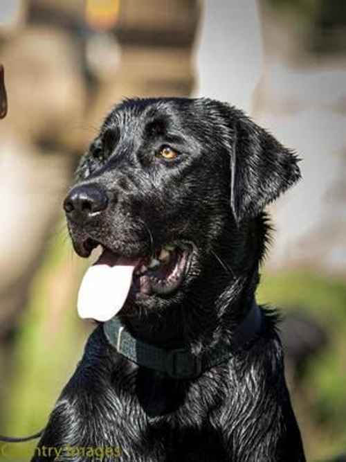 WAITING LIST - Outstanding pedigree KC Reg Lab pups. Due July and ready Sept. for sale in Ripon, North Yorkshire