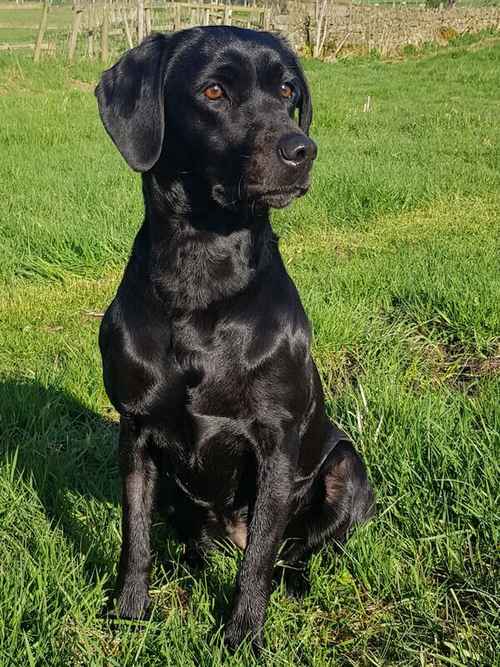 ALL SOLD - Outstanding pedigree KC Reg Lab pups. Due July, ready Sept for sale in Ripon, North Yorkshire