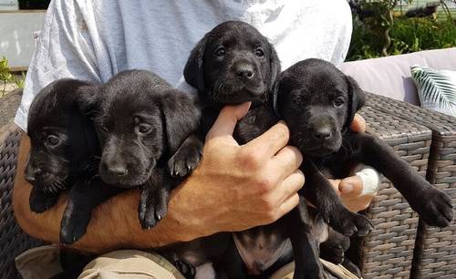 NOW ALL RESERVED - K.C Reg - F.T. CHAMPION Pedigree Lab pups. for sale in Ripon, North Yorkshire - Image 6