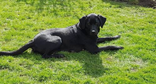NOW ALL RESERVED - K.C Reg - F.T. CHAMPION Pedigree Lab pups. for sale in Ripon, North Yorkshire - Image 2