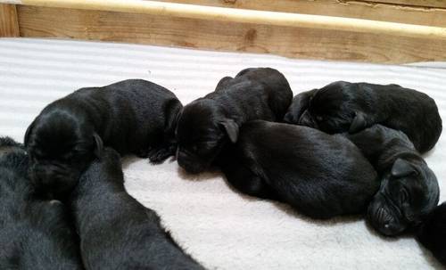 NOW ALL RESERVED - K.C Reg - F.T. CHAMPION Pedigree Lab pups. for sale in Ripon, North Yorkshire - Image 3