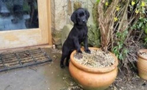 NOW ALL RESERVED - K.C Reg - F.T. CHAMPION Pedigree Lab pups. for sale in Ripon, North Yorkshire - Image 4