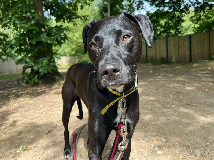 Labrador Retriever for adoption in Chestfield, Kent – 2 years old - Image 2 of 3