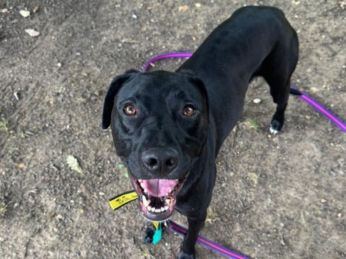 Labrador Retriever for adoption in Chestfield, Kent – 2 years old - Image 3 of 3