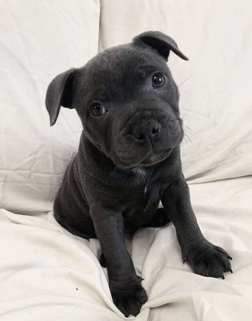 Wanted Female puppy for sale in Pontefract, West Yorkshire