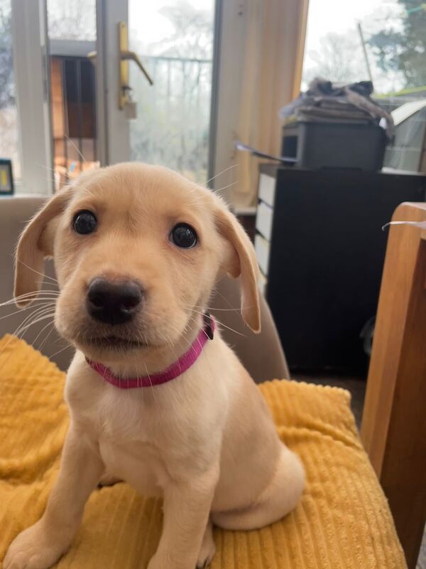 Well Bred Labrador Puppies