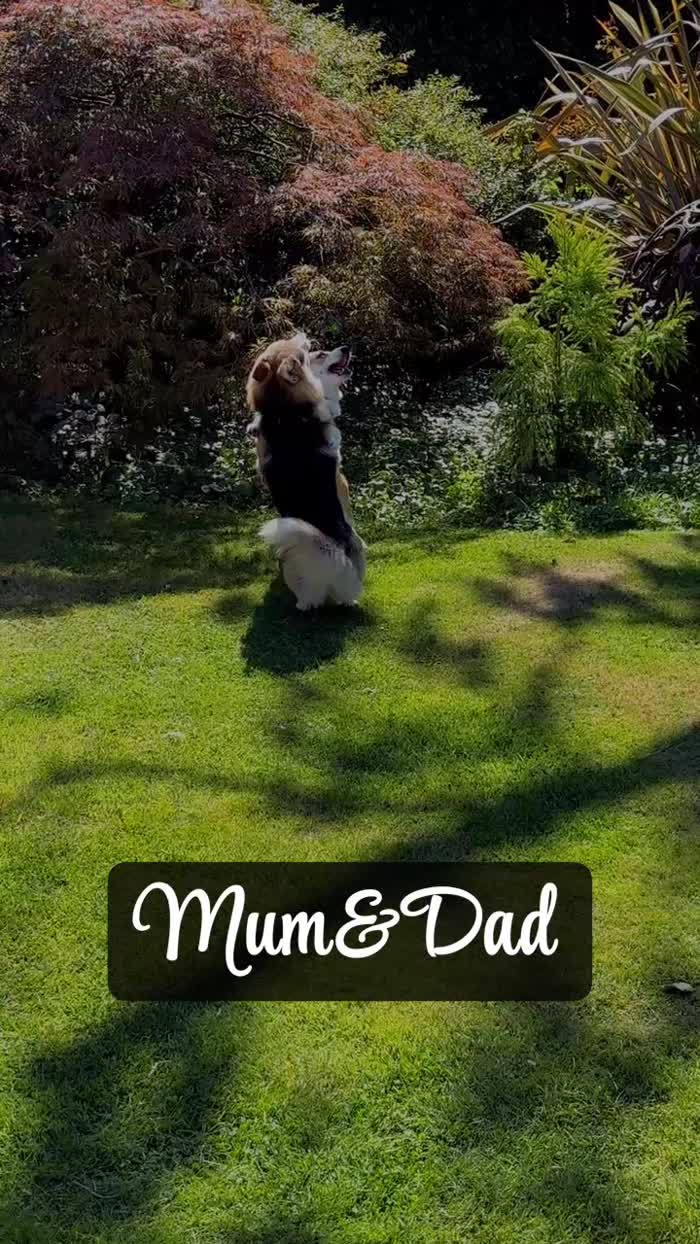 Corgi puppies for sale in Coulsdon, Greater London – KC registered, 7 weeks old