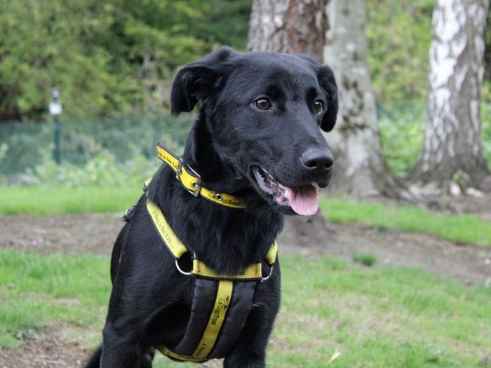 Labrador Retriever for adoption in Liverpool, Merseyside – 8 months old