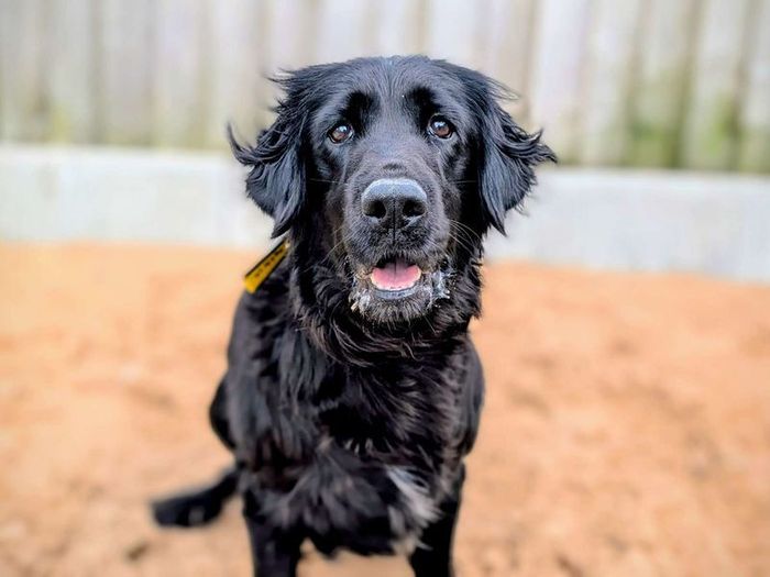 Labrador Retriever for adoption in Cardiff, Glamorgan – 3 years old