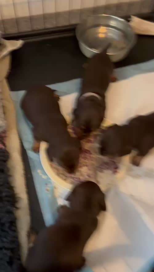 *One boy left * chocolate miniature dachshund puppies for sale in Faringdon, Oxfordshire