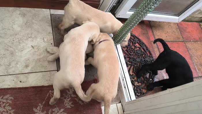 Labrador Retriever puppies for sale in Wimborne Minster, Dorset – KC registered, 8 weeks old