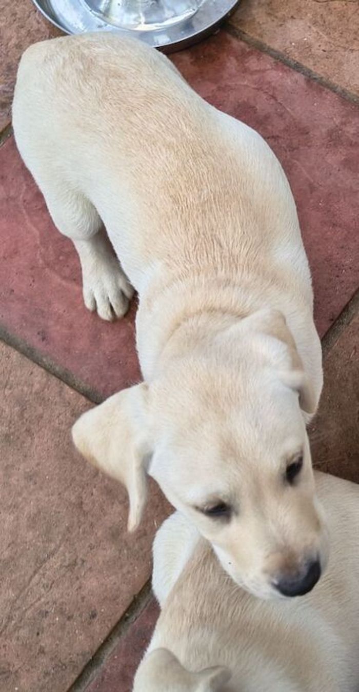 Labrador Retriever puppies for sale in Wimborne Minster, Dorset – KC registered, 9 weeks old