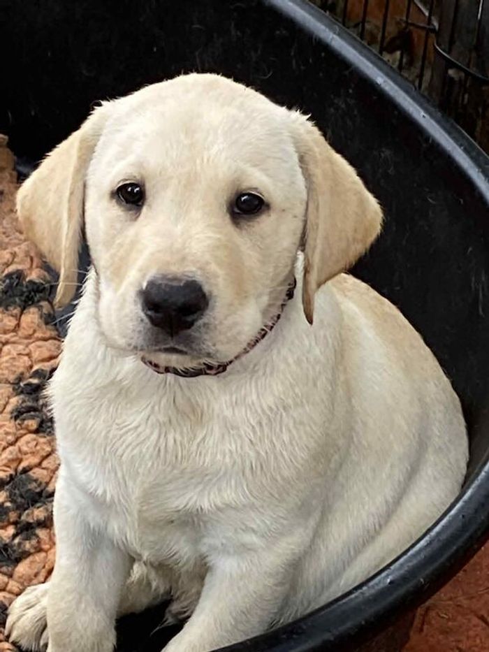 Labrador Retriever puppies for sale in Wimborne Minster, Dorset – KC registered, 9 weeks old - Image 2 of 11