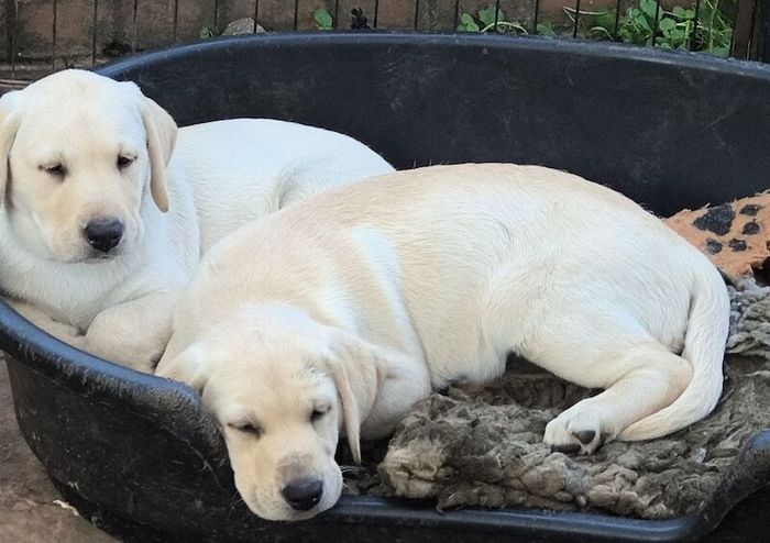 Labrador Retriever puppies for sale in Wimborne Minster, Dorset – KC registered, 9 weeks old - Image 5 of 11