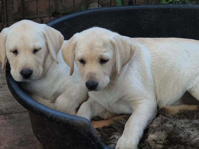 Labrador Retriever puppies for sale in Wimborne Minster, Dorset – KC registered, 9 weeks old - Image 6 of 11