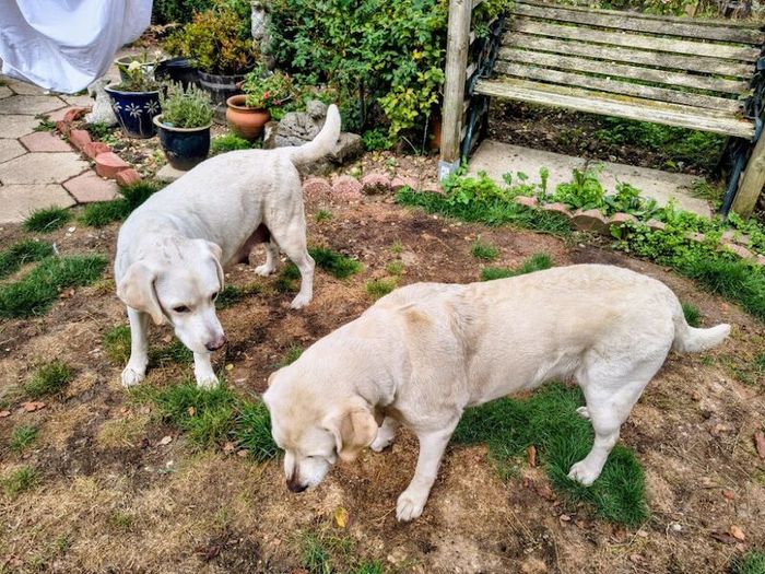 Labrador Retriever puppies for sale in Wimborne Minster, Dorset – KC registered, 9 weeks old - Image 10 of 11