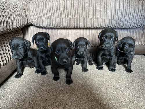 **3 Boys Remaining** - Working Black Lab Pups for sale in Much Cowarne, Herefordshire