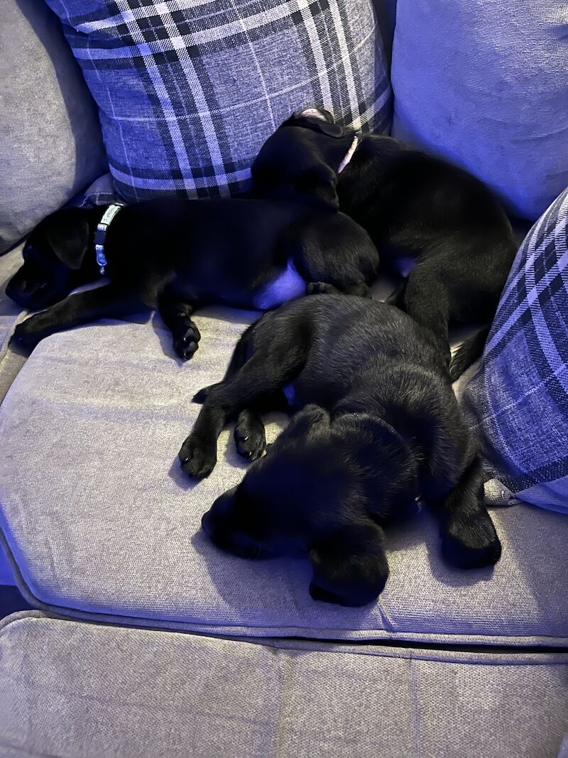 Kc registered springer spaniel puppies best sale for sale