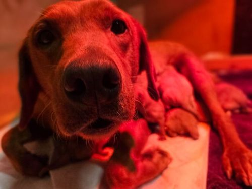 Working bred Fox Red Labrador Puppies. for sale in Barnard Castle, Durham