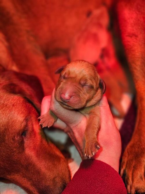 Working bred Fox Red Labrador Puppies. for sale in Barnard Castle, Durham