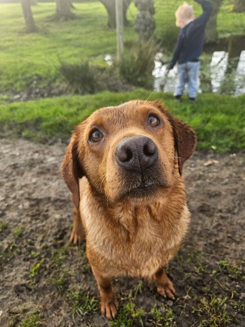 Working bred Fox Red Labrador Puppies. for sale in Barnard Castle, Durham