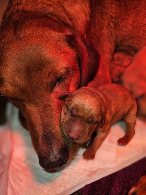 ** All puppies reserved ** Working bred Fox Red Labrador Puppies. for sale in Barnard Castle, Durham