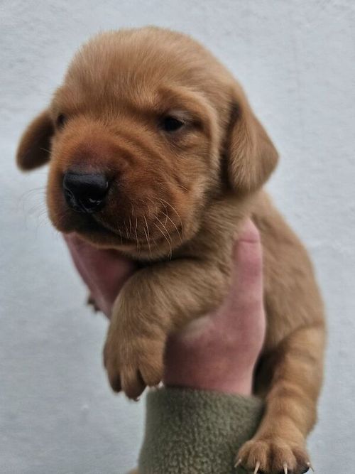 Working bred Fox Red Labrador Puppies. for sale in Barnard Castle, Durham