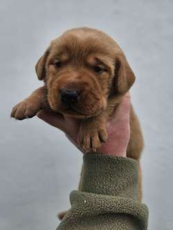 Working bred Fox Red Labrador Puppies. for sale in Barnard Castle, Durham | Image 2