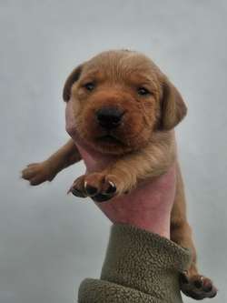 Working bred Fox Red Labrador Puppies. for sale in Barnard Castle, Durham | Image 3