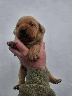 Working bred Fox Red Labrador Puppies. for sale in Barnard Castle, Durham | Image 4