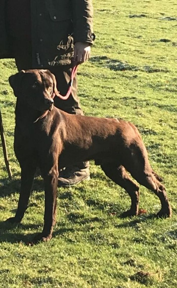 Labrador Retriever stud dog for stud in Westwoodside, Lincolnshire – KC registered, 6 years old